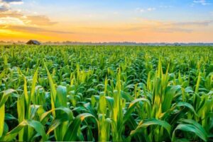 M-AGRICULTURE